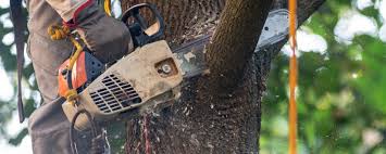 Best Commercial Tree Services  in Eatontown, NJ