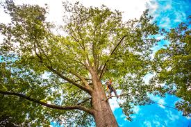 Best Tree Planting  in Eatontown, NJ