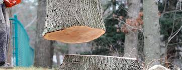 Best Tree and Shrub Care  in Eatontown, NJ