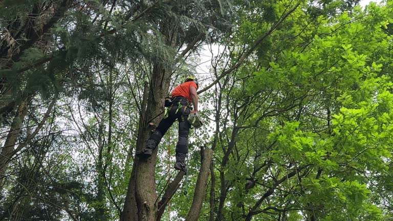 Best Weed Control  in Eatontown, NJ