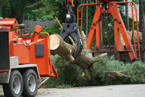 Best Tree Disease Treatment  in Eatontown, NJ