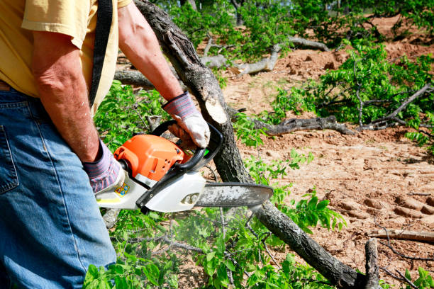 Best Root Management and Removal  in Eatontown, NJ